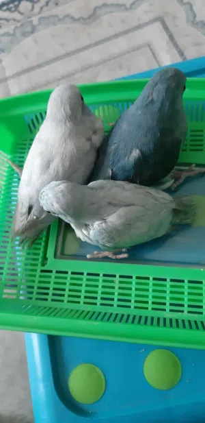 Pacific parrotlet babies homebreed