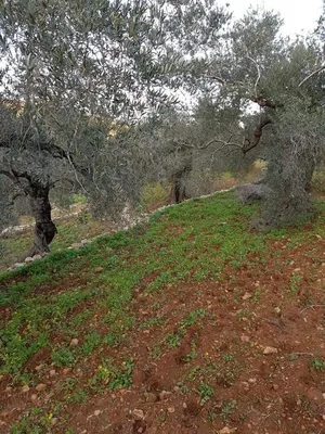 ‏زراعية ‏.‏ 3 دونم ‏.‏ الوسيط‏4