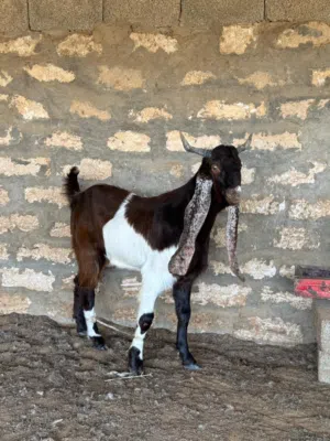 السلام عليكم ورحمة الله وبركاته..... جدي قبرصي ع باكستاني لاقوه الا بالله.....10اشهر ....