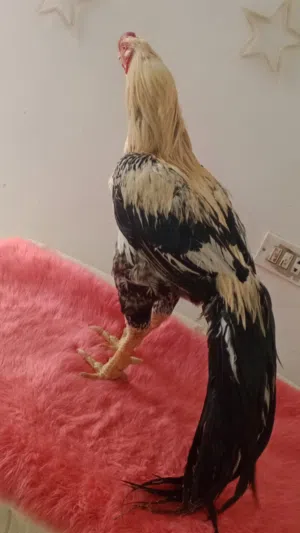 بيض دجاج اذناب الاسيل لبيور