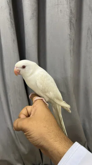 متوه او دره البينو ابيض