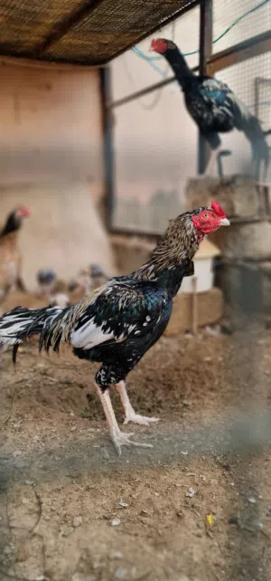 باكستاني حار وعملاق (بيع الكل مع بعض)