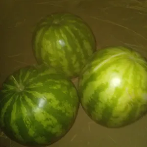 عبدالعزيز بلولة علي سالم 