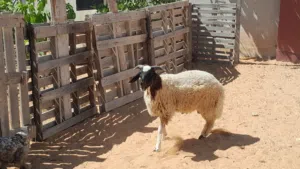 خروف وطني الله يبارك عمره ف7شهور سليم من العيوب مسلان مشالله متع تربيه او موس لبيدبح عقيقه
