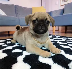 ولد بج pug puppies