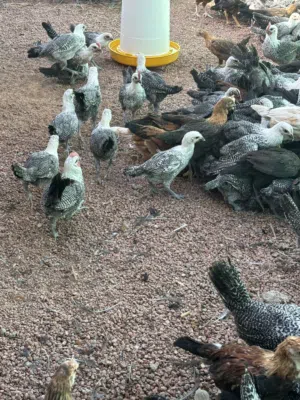 بشاير وصوص  بلدي وفيومي للبيع