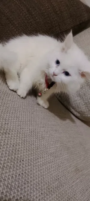 قط شيرازي.