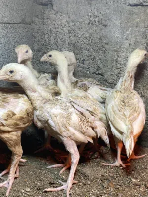 لبيع فروخ فرنسي السوسكس+فروخ دجاج باكستاني +كوشن العملاق+فروخ رومي+كويتي+عماني القزم