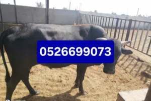 ابقار جيرسية للبيع  اعمار متفاوتة