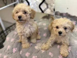 Toy Maltipoo puppies 2 months old female and male passport and vaccinated