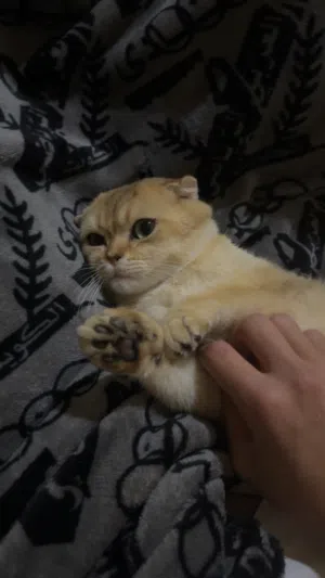 للبيع بريتيش قولدن شانشيلا