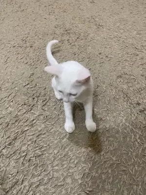 قطة من نوع مكس