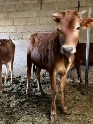 عجلات عمانيات البيع مال الدار الوصف مهم السعر في الوصف