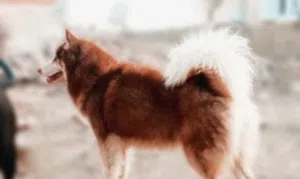 دكر هاسكي بيور البيور البيور زي ما قال الكتاب