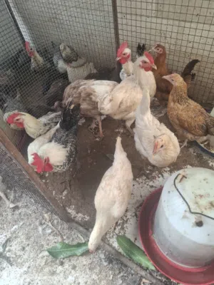 دجاج فيومي كلاسك وفرنسي للبيع ويوجد بيض مخصب