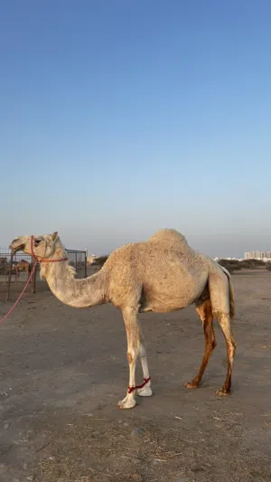 ناجه للبيع .