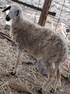جاعده تهجين هندي