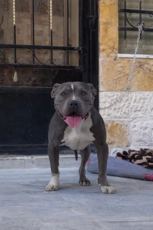 بيتبول بلو نوز للبيع