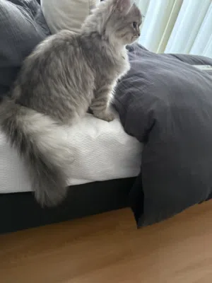 7 month Persian cat shirazi