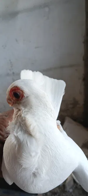 جوز شغال ومكفول