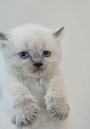 Himalay kitten - هملايا
