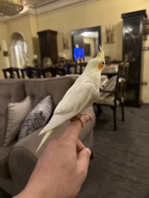 ببغاء كوكتيل لاتينو  وفرخ البينو أليف عمره شهرين