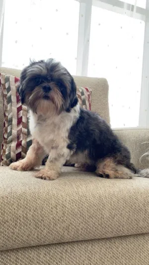 For sale dog shitzo