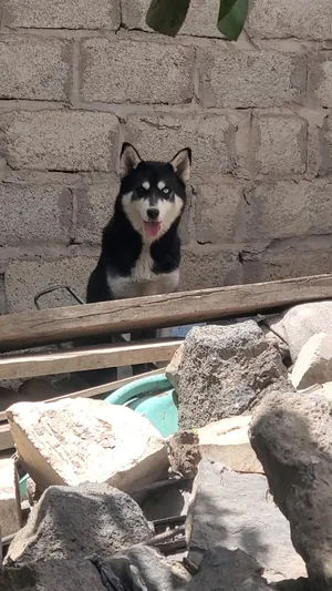 Husky0