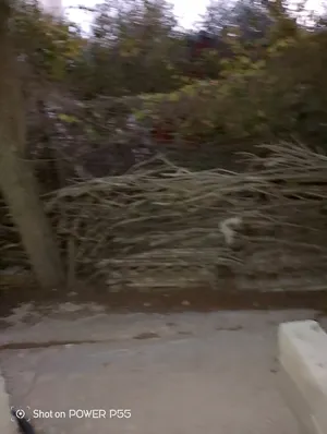 أشجار - نباتات0