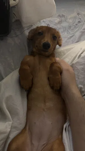 Dachshund female puppy