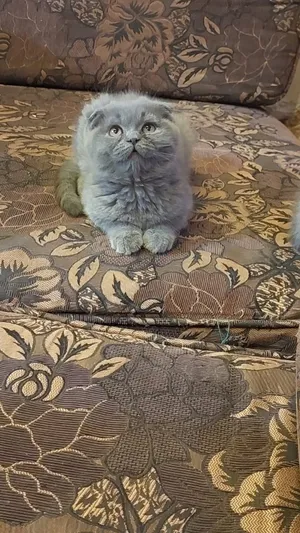 ‏سكوتش فولد‏0