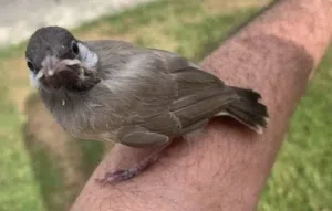 للبيع طيور بلابل حساويه