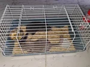 للبيع جوز جن جيلا