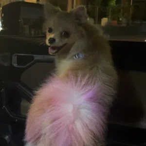 Pure Girl Pomeranian dog 6 months old with passport+microchip