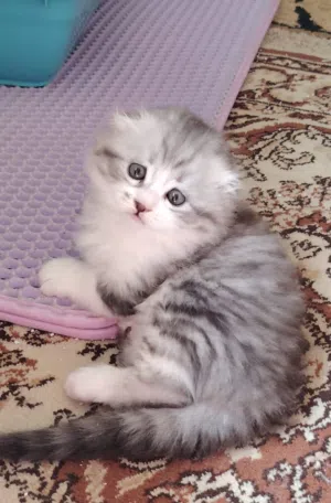 قطط مميزه من سلالات عالية