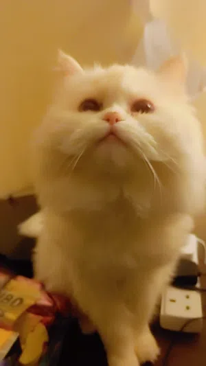 Himalayan Snow White Female Premium Quality with passport For Sale very law price