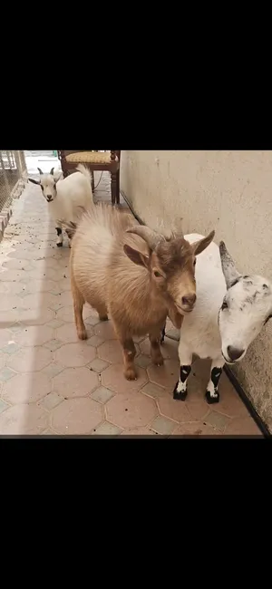 Sheep0