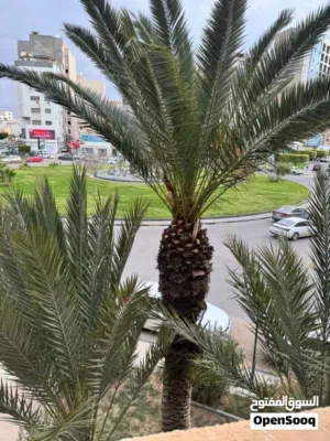 محل لايجار 35م رئسي سهاء شارع عالم بكلاوة