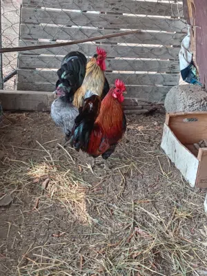 البيع دجاج حبحب كويتيه