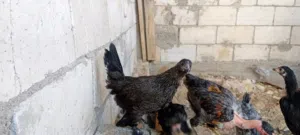 فرخات للبيع