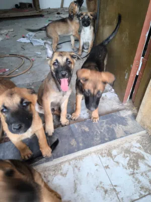 Belgian Malinois puppies