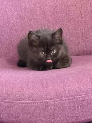 كيتينز فصيلة بريتيش شورتهير British shorthair للبيع