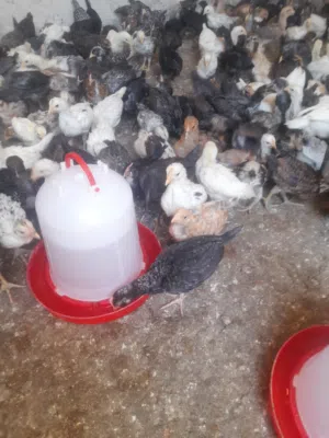 صوص دجاج بلدي