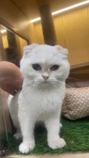 انتاج جميل و قطط لطيفة من اكثر من نوع ب أسعار جدا منافسة