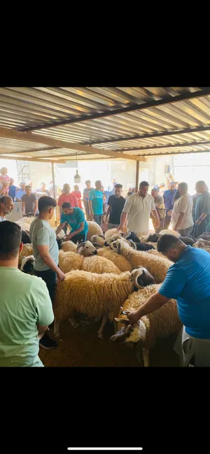 Sheep2