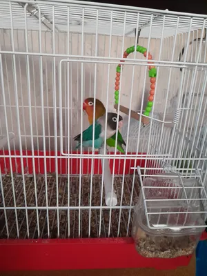 Parrots1