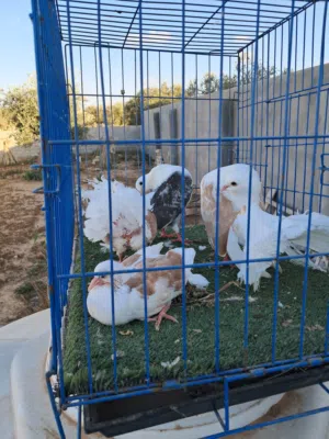 كوبيه هزاز وكوبيه تونسي مكتف تحتها فروخ