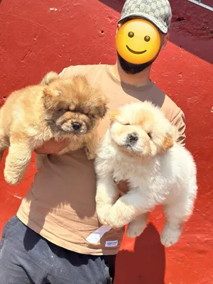 Chow Chow1