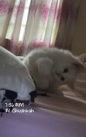 قطوة اسمها بسيطة