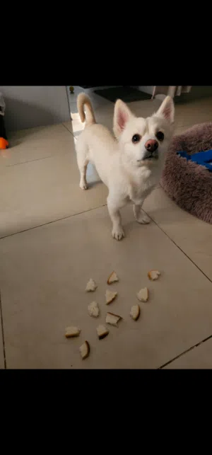 Male pet dog for adoption